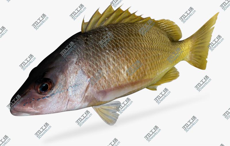 images/goods_img/2021040163/Saltwater fish collection 1/4.jpg